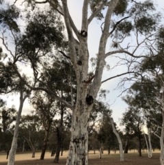 Cacatua sanguinea at Hughes, ACT - 7 Jul 2018