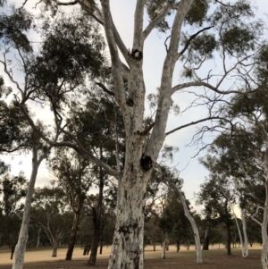 Cacatua sanguinea at Hughes, ACT - 7 Jul 2018