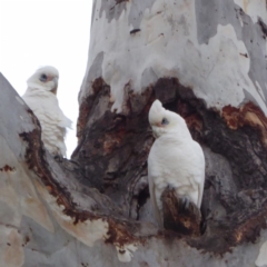 Cacatua sanguinea at Hughes, ACT - 7 Jul 2018