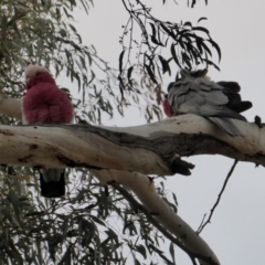 Eolophus roseicapilla (Galah) at Federal Golf Course - 7 Jul 2018 by JackyF