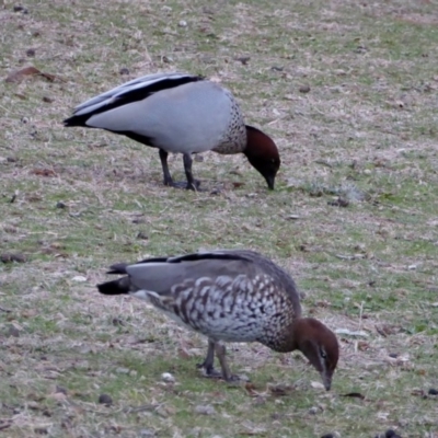 Chenonetta jubata (Australian Wood Duck) at Garran, ACT - 7 Jul 2018 by JackyF