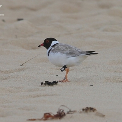 Charadrius rubricollis (Hooded Plover) at Cunjurong Point, NSW - 16 Jan 2015 by CharlesDove