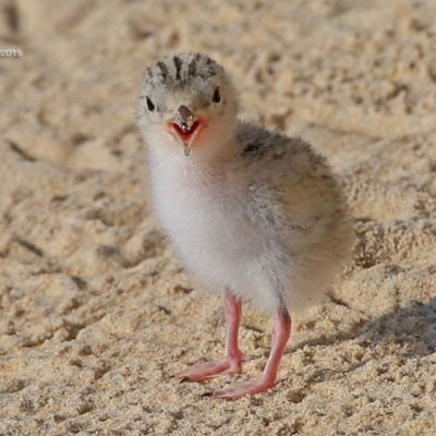 Sternula albifrons (Little Tern) at Cunjurong Point, NSW - 5 Jan 2015 by CharlesDove