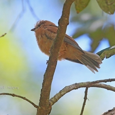 Rhipidura rufifrons (Rufous Fantail) at Morton National Park - 15 Jan 2015 by CharlesDove