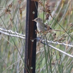 Poodytes gramineus (Little Grassbird) at Lake Conjola, NSW - 3 Jan 2015 by CharlesDove