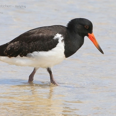 Haematopus longirostris (Australian Pied Oystercatcher) at Lake Conjola, NSW - 2 Jan 2015 by CharlesDove