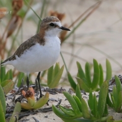 Anarhynchus ruficapillus (Red-capped Plover) at Lake Conjola, NSW - 28 Dec 2014 by CharlesDove