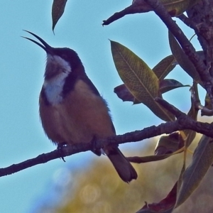 Acanthorhynchus tenuirostris at Acton, ACT - 9 Jul 2018