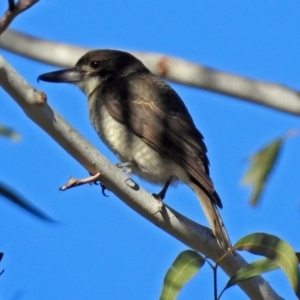 Cracticus torquatus at Canberra Central, ACT - 9 Jul 2018