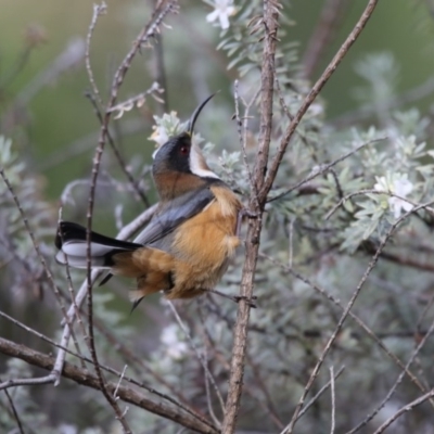 Acanthorhynchus tenuirostris (Eastern Spinebill) at Acton, ACT - 3 Jul 2018 by AlisonMilton