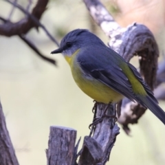 Eopsaltria australis (Eastern Yellow Robin) at Acton, ACT - 3 Jul 2018 by Alison Milton