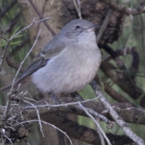 Pachycephala pectoralis at Acton, ACT - 3 Jul 2018