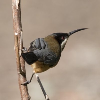 Acanthorhynchus tenuirostris (Eastern Spinebill) at Acton, ACT - 3 Jul 2018 by AlisonMilton