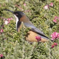 Acanthorhynchus tenuirostris at Acton, ACT - 3 Jul 2018