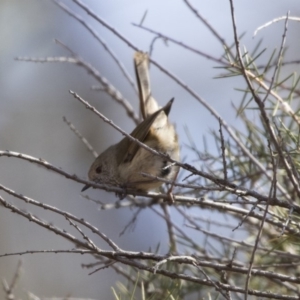 Acanthiza pusilla at Acton, ACT - 3 Jul 2018