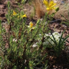 Hibbertia stricta (A Guinea-flower) at Gundaroo, NSW - 23 Oct 2015 by MaartjeSevenster