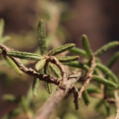 Hibbertia stricta at Gundaroo, NSW - 24 Oct 2015 12:00 AM