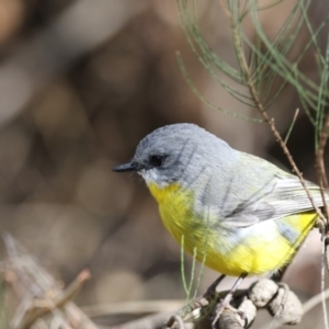 Eopsaltria australis at Acton, ACT - 3 Jul 2018