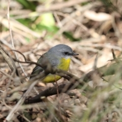 Eopsaltria australis at Acton, ACT - 3 Jul 2018