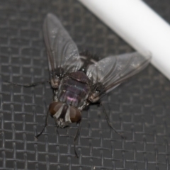 Rutilia sp. (genus) (A Rutilia bristle fly, subgenus unknown) at Higgins, ACT - 28 Apr 2018 by AlisonMilton