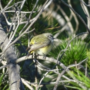 Acanthiza chrysorrhoa at Isaacs, ACT - 9 Jul 2018