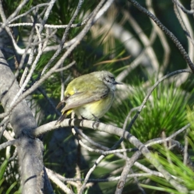 Acanthiza chrysorrhoa (Yellow-rumped Thornbill) at Isaacs, ACT - 9 Jul 2018 by Mike