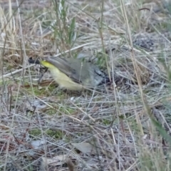 Acanthiza chrysorrhoa at Isaacs, ACT - 9 Jul 2018