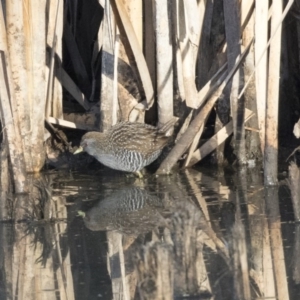 Porzana fluminea at Fyshwick, ACT - 28 Apr 2018