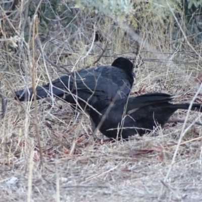 Corcorax melanorhamphos (White-winged Chough) at Jerrabomberra, ACT - 23 Jun 2018 by Mike