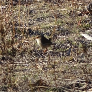 Malurus cyaneus at Jerrabomberra, ACT - 26 Jun 2018