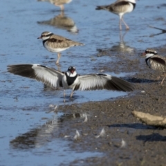 Charadrius melanops (Black-fronted Dotterel) at Fyshwick, ACT - 27 Apr 2018 by Alison Milton
