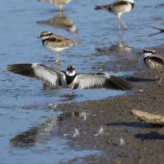 Thinornis melanops (Black-fronted Dotterel) at Fyshwick, ACT - 28 Apr 2018 by AlisonMilton