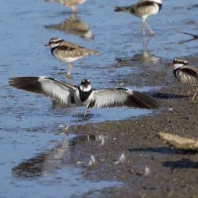 Charadrius melanops (Black-fronted Dotterel) at Fyshwick, ACT - 27 Apr 2018 by Alison Milton