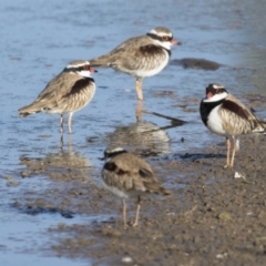 Charadrius melanops at Fyshwick, ACT - 28 Apr 2018