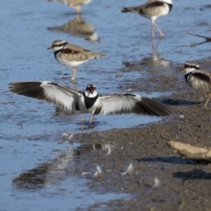 Charadrius melanops at Fyshwick, ACT - 28 Apr 2018 09:29 AM