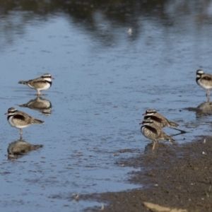 Charadrius melanops at Fyshwick, ACT - 28 Apr 2018 09:29 AM