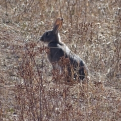 Oryctolagus cuniculus (European Rabbit) at Symonston, ACT - 27 May 2018 by Mike