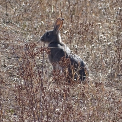 Oryctolagus cuniculus (European Rabbit) at Symonston, ACT - 27 May 2018 by Mike