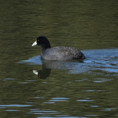 Fulica atra (Eurasian Coot) at Yarralumla, ACT - 20 May 2018 by Mike