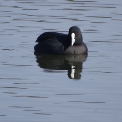 Fulica atra (Eurasian Coot) at Yarralumla, ACT - 20 May 2018 by Mike