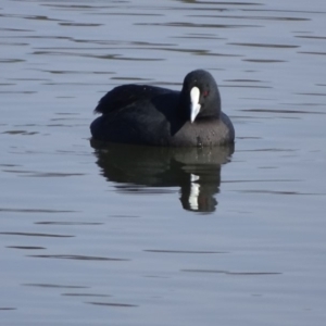 Fulica atra at Yarralumla, ACT - 20 May 2018