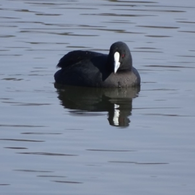 Fulica atra (Eurasian Coot) at Yarralumla, ACT - 20 May 2018 by Mike