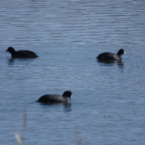 Fulica atra at Yarralumla, ACT - 20 May 2018