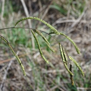 Paspalum dilatatum at Yarralumla, ACT - 20 May 2018 11:24 AM