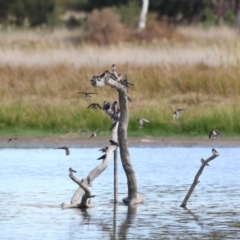 Hirundo neoxena (Welcome Swallow) at Fyshwick, ACT - 28 Apr 2018 by Alison Milton