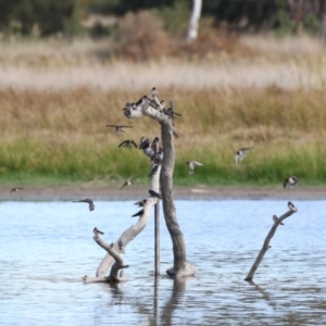 Hirundo neoxena at Fyshwick, ACT - 28 Apr 2018