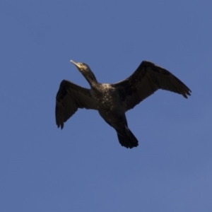 Phalacrocorax carbo at Fyshwick, ACT - 28 Apr 2018 10:10 AM