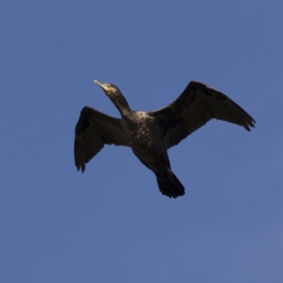 Phalacrocorax carbo (Great Cormorant) at Fyshwick, ACT - 28 Apr 2018 by Alison Milton