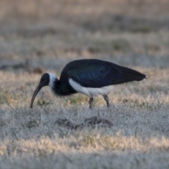 Threskiornis spinicollis (Straw-necked Ibis) at Higgins, ACT - 9 Jul 2018 by Alison Milton