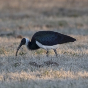 Threskiornis spinicollis at Higgins, ACT - 9 Jul 2018 04:41 PM